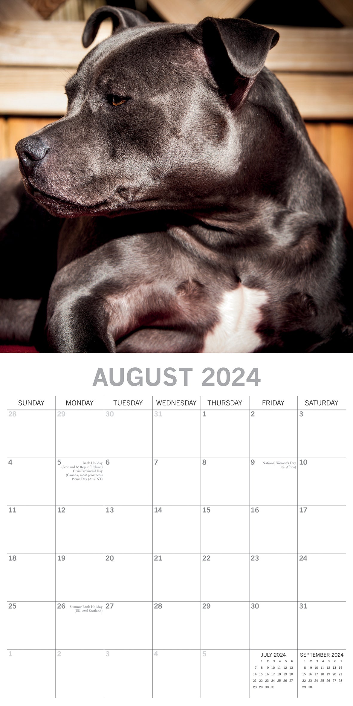 Staffordshire Bull Terriers 2024 Square Wall Calendar Pets Dog 16 Months Planner